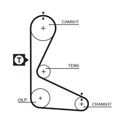 Timing Belt Fiat Regata - ( L18516 )